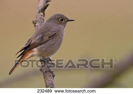 Close-up of Black Redstart (Phoenicurus ochruros) bird perching on branch View Large Photo Image Stock Photo - Close-up of Black Redstart (Phoenicurus ochruros) bird perching on branch . Fotosearch