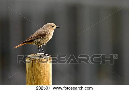 Close-up of Black Redstart (Phoenicurus ochruros) bird on wooden post View Large Photo Image Stock Photo - Close-up of Black Redstart (Phoenicurus ochruros) bird on wooden post . Fotosearch