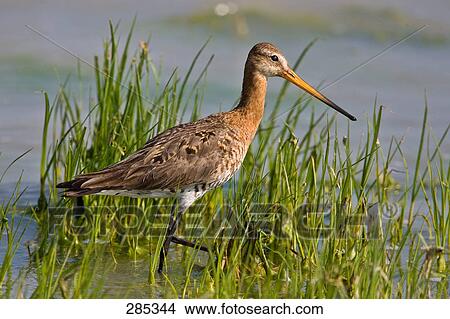 Close-up of Black-Tailed Godwit (Limosa limosa) walking in wetland View Large Photo Image Picture - Close-up of Black-Tailed Godwit (Limosa limosa) walking in wetland . Fotosearch