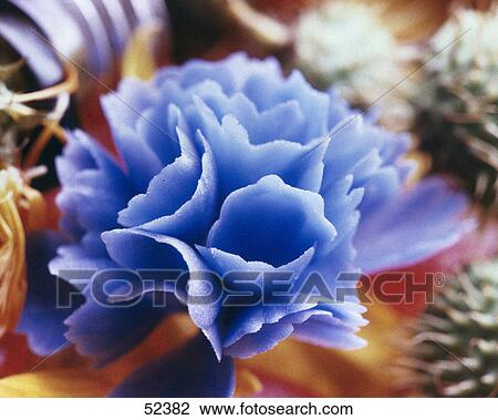 Stock Image - Close-up of blue flower . Fotosearch