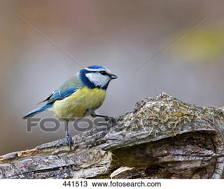 Close-up of Blue Tit (Cyanistes Caeruleus) bird on wood View Large Photo Image Stock Image - Close-up of Blue Tit (Cyanistes Caeruleus) bird on wood . Fotosearch