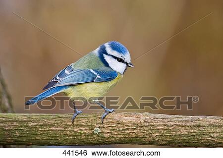 Close-up of Blue Tit (Cyanistes caeruleus) bird perching on branch View Large Photo Image Stock Photograph - Close-up of Blue Tit (Cyanistes caeruleus) bird perching on branch . Fotosearch