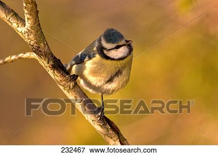 Close-up of Blue Tit (Parus caeruleus) bird perching on branch View Large Photo Image Stock Photo - Close-up of Blue Tit (Parus caeruleus) bird perching on branch . Fotosearch