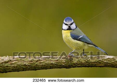 Close-up of Blue Tit (Parus caeruleus) bird perching on branch  View Large Photo Image Stock Photography - Close-up of Blue Tit (Parus caeruleus) bird perching on branch . Fotosearch