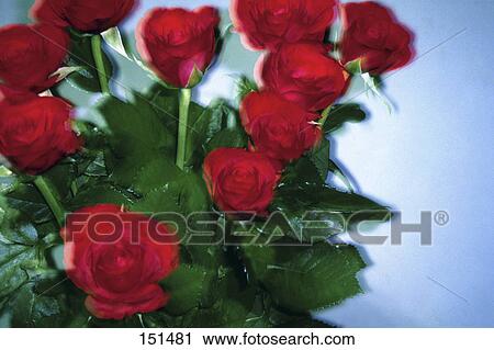 Close-up of bouquet of rose flowers View Large Photo Image Stock Image - Close-up of bouquet of rose flowers . Fotosearch