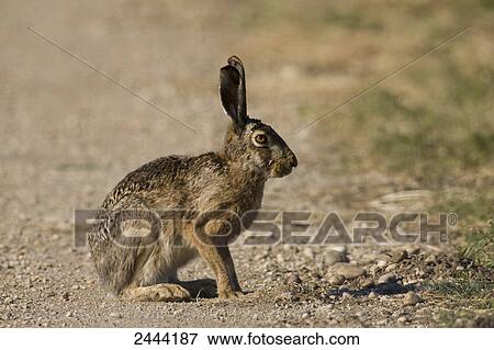 Close-up of Brown Hare (Lepus capensis) in field View Large Photo Image Stock Photo - Close-up of Brown Hare (Lepus capensis) in field . Fotosearch