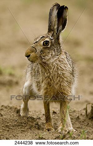 Stock Photo - Close-up of Brown Hare (Lepus capensis) foraging in field . Fotosearch