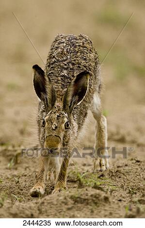 Stock Photography - Close-up of Brown Hare (Lepus capensis) in field . Fotosearch