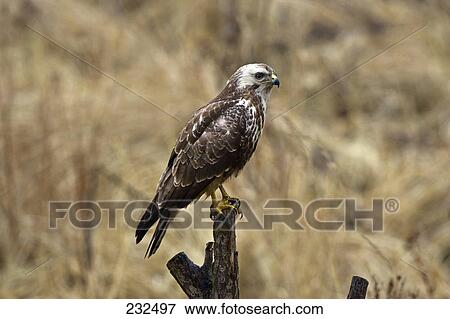 Close-up of Common Buzzard (Buteo buteo) bird perching on branch View Large Photo Image Stock Photo - Close-up of Common Buzzard (Buteo buteo) bird perching on branch . Fotosearch