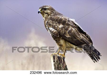 Stock Photograph - Close-up of Common Buzzard (Buteo buteo) bird perching on branch . Fotosearch