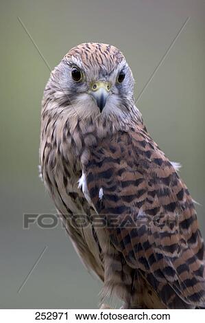 Close-up of Common Kestrel (Falco tinnunculus) View Large Photo Image Stock Image - Close-up of Common Kestrel (Falco tinnunculus) . Fotosearch