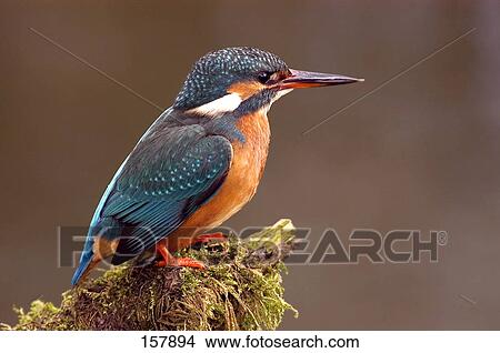 Close-up of Common Kingfisher (Alcedo atthis) bird perching on branch, Germany View Large Photo Image Picture - Close-up of Common Kingfisher (Alcedo atthis) bird perching on branch, Germany . Fotosearch