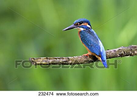 Close-up of Common Kingfisher (Alcedo atthis) bird perching on branch View Large Photo Image Picture - Close-up of Common Kingfisher (Alcedo atthis) bird perching on branch . Fotosearch