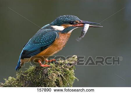 Close-up of Common Kingfisher (Alcedo atthis) bird perching on branch with prey in its beak, Germany View Large Photo Image Stock Image - Close-up of Common Kingfisher (Alcedo atthis) bird perching on branch with prey in its beak, Germany . Fotosearch