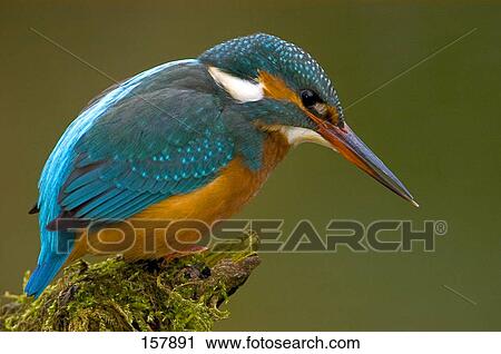 Stock Image - Close-up of Common Kingfisher (Alcedo atthis) bird perching on branch, Germany . Fotosearch