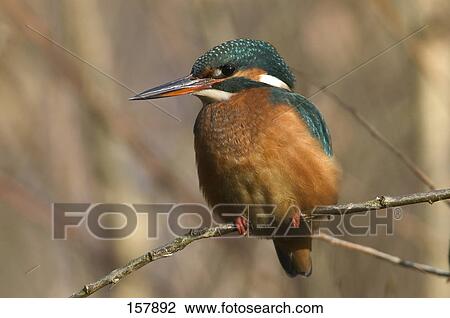 Close-up of Common Kingfisher (Alcedo atthis) bird perching on branch, Germany View Large Photo Image Stock Image - Close-up of Common Kingfisher (Alcedo atthis) bird perching on branch, Germany . Fotosearch