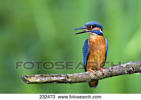 Stock Image - Close-up of Common Kingfisher (Alcedo atthis) bird perching on branch . Fotosearch