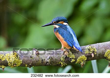 Stock Image - Close-up of Common Kingfisher (Alcedo atthis) bird perching on branch . Fotosearch