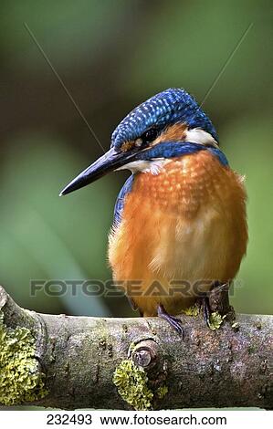 Close-up of Common Kingfisher (Alcedo atthis) bird perching on branch View Large Photo Image Stock Image - Close-up of Common Kingfisher (Alcedo atthis) bird perching on branch . Fotosearch