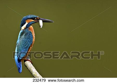 Close-up of Common Kingfisher (Alcedo atthis) bird perching on branch with fish in its beak View Large Photo Image Stock Photo - Close-up of Common Kingfisher (Alcedo atthis) bird perching on branch with fish in its beak . Fotosearch