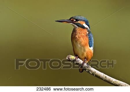 Close-up of Common Kingfisher (Alcedo atthis) bird perching on branch View Large Photo Image Stock Photograph - Close-up of Common Kingfisher (Alcedo atthis) bird perching on branch . Fotosearch