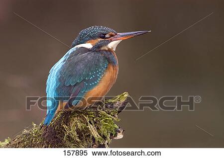 Stock Photography - Close-up of Common Kingfisher (Alcedo atthis) bird perching on branch, Germany . Fotosearch
