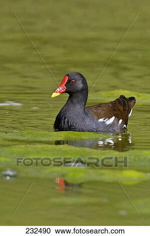 Close-up of Common Moorhen (Gallinula chloropus) swimming in lake View Large Photo Image Stock Image - Close-up of Common Moorhen (Gallinula chloropus) swimming in lake . Fotosearch