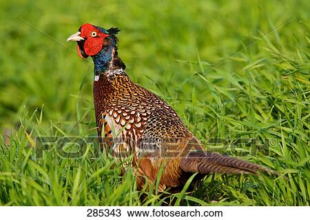 Close-up of Common Pheasant (Phasianus colchicus) in field View Large Photo Image Stock Image - Close-up of Common Pheasant (Phasianus colchicus) in field . Fotosearch