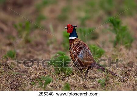 Stock Photo - Close-up of Common Pheasant (Phasianus colchicus) in field . Fotosearch