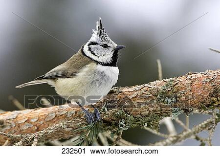 Stock Image - Close-up of Crested Tit (Parus cristatus) bird perching on branch . Fotosearch