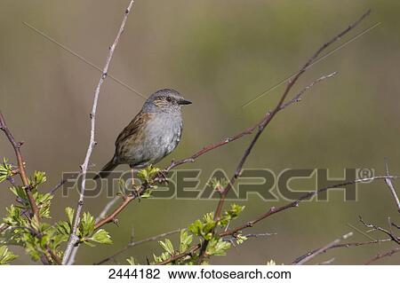 Stock Image - Close-up of Dunnock (Prunella modularis) perching on branch . Fotosearch