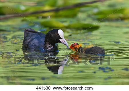 Stock Image - Close-up of Eurasian Coot (Fulica atra) feeding chick in water . Fotosearch