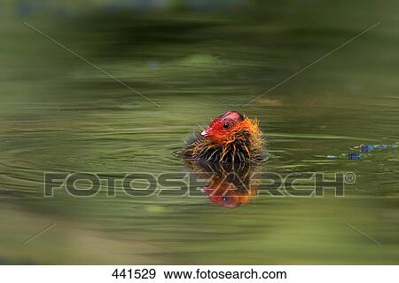 Stock Photo - Close-up of Eurasian Coot (Fulica atra) swimming in water . Fotosearch