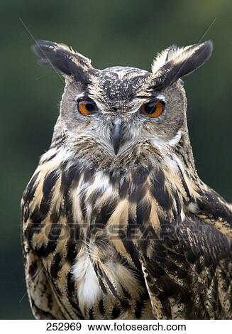 Close-up of Eurasian Eagle Owl (Bubo Bubo) View Large Photo Image Stock Photo - Close-up of Eurasian Eagle Owl (Bubo Bubo) . Fotosearch