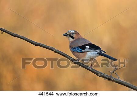 Close-up of Eurasian Jay (Garrulus glandarius) perching on branch View Large Photo Image Picture - Close-up of Eurasian Jay (Garrulus glandarius) perching on branch . Fotosearch