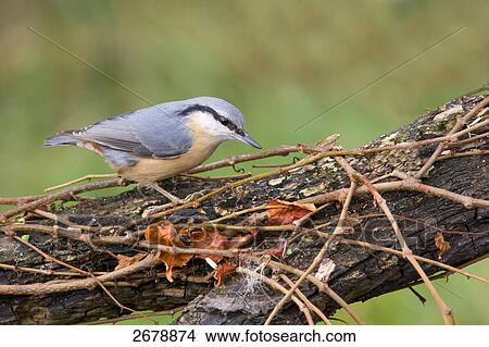 Close-up of Eurasian Nuthatch (Sitta europaea) perching on branch View Large Photo Image Picture - Close-up of Eurasian Nuthatch (Sitta europaea) perching on branch . Fotosearch