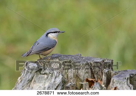 Stock Image - Close-up of Eurasian Nuthatch (Sitta europaea) on tree stump . Fotosearch