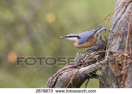 Stock Image - Close-up of Eurasian Nuthatch (Sitta europaea) perching on branch with berry in its beak . Fotosearch