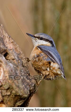 Stock Photo - Close-up of Eurasian Nuthatch (Sitta Europaea) bird perching on tree stump . Fotosearch
