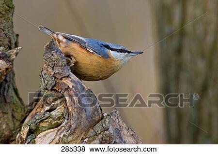 Close-up of Eurasian Nuthatch (Sitta Europaea) bird perching on tree stump View Large Photo Image Stock Photo - Close-up of Eurasian Nuthatch (Sitta Europaea) bird perching on tree stump . Fotosearch