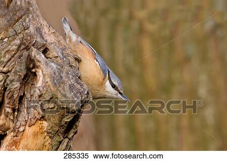 Stock Photography - Close-up of Eurasian Nuthatch (Sitta Europaea) bird perching on tree stump . Fotosearch