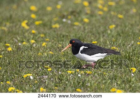 Close-up of Eurasian Oystercatcher (Haematopus Ostralegus) in field View Large Photo Image Stock Image - Close-up of Eurasian Oystercatcher (Haematopus Ostralegus) in field . Fotosearch
