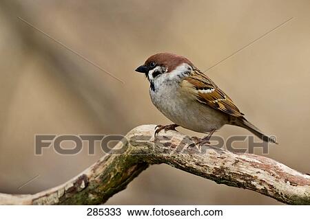 Stock Image - Close-up of Eurasian Sparrow perching on branch . Fotosearch