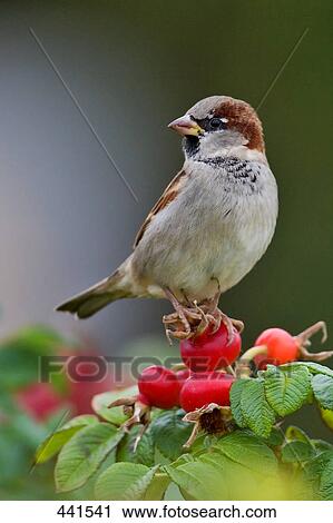 Close-up of Eurasian Tree Sparrow (Passer montanus) on berry View Large Photo Image Stock Image - Close-up of Eurasian Tree Sparrow (Passer montanus) on berry . Fotosearch