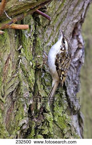 Close-up of Eurasian Treecreeper (Certhia familiaris) bird perching on tree trunk View Large Photo Image Stock Image - Close-up of Eurasian Treecreeper (Certhia familiaris) bird perching on tree trunk . Fotosearch