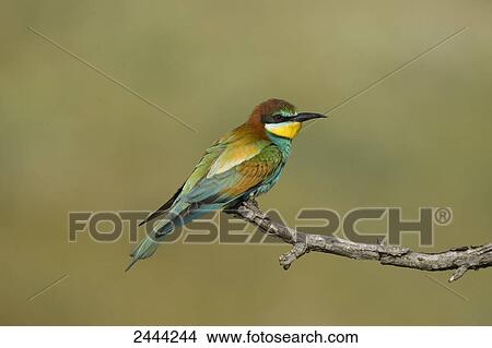 Close-up of European Bee-eater (Merops apiaster) perching on branch, Hungary View Large Photo Image Picture - Close-up of European Bee-eater (Merops apiaster) perching on branch, Hungary . Fotosearch