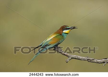 Stock Image - Close-up of European Bee-eater (Merops apiaster) perching on branch with prey in its beak, Hungary . Fotosearch