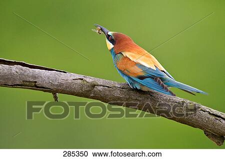 Stock Image - Close-up of European Bee-eater (Merops apiaster) bird perching on branch . Fotosearch