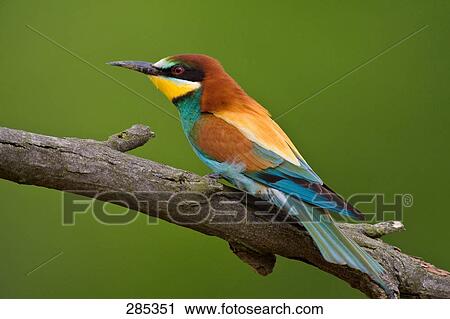 Stock Image - Close-up of European Bee-eater (Merops apiaster) bird perching on branch . Fotosearch