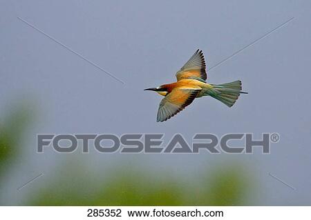 Close-up of European Bee-eater (Merops apiaster) bird in flight View Large Photo Image Stock Image - Close-up of European Bee-eater (Merops apiaster) bird in flight . Fotosearch